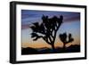 Usa, California, Joshua Tree National Park. Silhouettes of Joshua trees at sunset.-Merrill Images-Framed Photographic Print