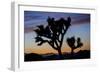 Usa, California, Joshua Tree National Park. Silhouettes of Joshua trees at sunset.-Merrill Images-Framed Photographic Print