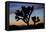 Usa, California, Joshua Tree National Park. Silhouettes of Joshua trees at sunset.-Merrill Images-Framed Stretched Canvas