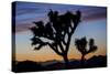 Usa, California, Joshua Tree National Park. Silhouettes of Joshua trees at sunset.-Merrill Images-Stretched Canvas