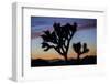 Usa, California, Joshua Tree National Park. Silhouettes of Joshua trees at sunset.-Merrill Images-Framed Photographic Print