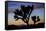 Usa, California, Joshua Tree National Park. Silhouettes of Joshua trees at sunset.-Merrill Images-Framed Stretched Canvas