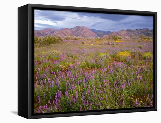 USA, California, Joshua Tree National Park, Spring Bloom of Arizona Lupine-John Barger-Framed Stretched Canvas