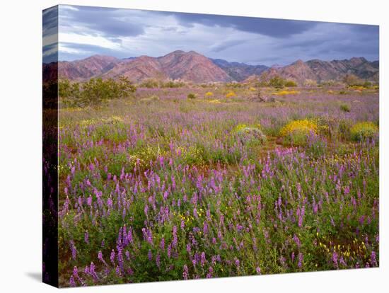 USA, California, Joshua Tree National Park, Spring Bloom of Arizona Lupine-John Barger-Stretched Canvas