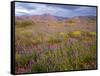 USA, California, Joshua Tree National Park, Spring Bloom of Arizona Lupine-John Barger-Framed Stretched Canvas