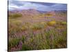 USA, California, Joshua Tree National Park, Spring Bloom of Arizona Lupine-John Barger-Stretched Canvas