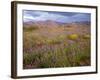 USA, California, Joshua Tree National Park, Spring Bloom of Arizona Lupine-John Barger-Framed Photographic Print