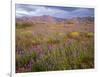 USA, California, Joshua Tree National Park, Spring Bloom of Arizona Lupine-John Barger-Framed Photographic Print