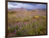 USA, California, Joshua Tree National Park, Spring Bloom of Arizona Lupine-John Barger-Framed Photographic Print