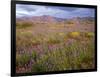 USA, California, Joshua Tree National Park, Spring Bloom of Arizona Lupine-John Barger-Framed Photographic Print