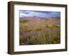 USA, California, Joshua Tree National Park, Spring Bloom of Arizona Lupine-John Barger-Framed Photographic Print