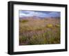 USA, California, Joshua Tree National Park, Spring Bloom of Arizona Lupine-John Barger-Framed Photographic Print