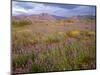 USA, California, Joshua Tree National Park, Spring Bloom of Arizona Lupine-John Barger-Mounted Photographic Print