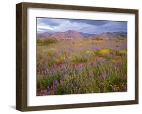 USA, California, Joshua Tree National Park, Spring Bloom of Arizona Lupine-John Barger-Framed Photographic Print