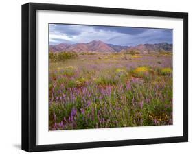 USA, California, Joshua Tree National Park, Spring Bloom of Arizona Lupine-John Barger-Framed Photographic Print