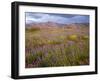 USA, California, Joshua Tree National Park, Spring Bloom of Arizona Lupine-John Barger-Framed Photographic Print