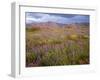 USA, California, Joshua Tree National Park, Spring Bloom of Arizona Lupine-John Barger-Framed Photographic Print