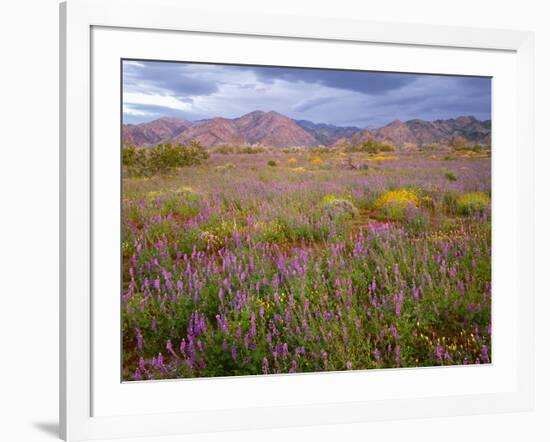 USA, California, Joshua Tree National Park, Spring Bloom of Arizona Lupine-John Barger-Framed Photographic Print