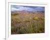 USA, California, Joshua Tree National Park, Spring Bloom of Arizona Lupine-John Barger-Framed Photographic Print