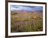 USA, California, Joshua Tree National Park, Spring Bloom of Arizona Lupine-John Barger-Framed Photographic Print