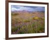 USA, California, Joshua Tree National Park, Spring Bloom of Arizona Lupine-John Barger-Framed Photographic Print