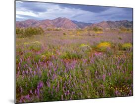 USA, California, Joshua Tree National Park, Spring Bloom of Arizona Lupine-John Barger-Mounted Photographic Print