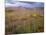 USA, California, Joshua Tree National Park, Spring Bloom of Arizona Lupine-John Barger-Mounted Photographic Print