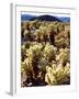 USA, California, Joshua Tree National Park. Teddy Bear Cholla Cactus-Jaynes Gallery-Framed Photographic Print