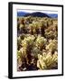 USA, California, Joshua Tree National Park. Teddy Bear Cholla Cactus-Jaynes Gallery-Framed Photographic Print