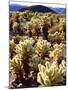 USA, California, Joshua Tree National Park. Teddy Bear Cholla Cactus-Jaynes Gallery-Mounted Photographic Print