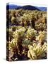 USA, California, Joshua Tree National Park. Teddy Bear Cholla Cactus-Jaynes Gallery-Stretched Canvas