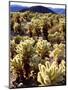 USA, California, Joshua Tree National Park. Teddy Bear Cholla Cactus-Jaynes Gallery-Mounted Photographic Print