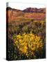 USA, California, Joshua Tree National Park. Wildflowers-Jaynes Gallery-Stretched Canvas