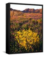 USA, California, Joshua Tree National Park. Wildflowers-Jaynes Gallery-Framed Stretched Canvas