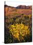 USA, California, Joshua Tree National Park. Wildflowers-Jaynes Gallery-Stretched Canvas