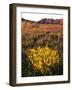 USA, California, Joshua Tree National Park. Wildflowers-Jaynes Gallery-Framed Photographic Print