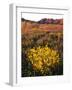 USA, California, Joshua Tree National Park. Wildflowers-Jaynes Gallery-Framed Photographic Print