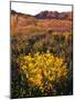 USA, California, Joshua Tree National Park. Wildflowers-Jaynes Gallery-Mounted Photographic Print