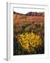 USA, California, Joshua Tree National Park. Wildflowers-Jaynes Gallery-Framed Photographic Print