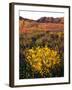 USA, California, Joshua Tree National Park. Wildflowers-Jaynes Gallery-Framed Photographic Print