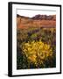 USA, California, Joshua Tree National Park. Wildflowers-Jaynes Gallery-Framed Photographic Print