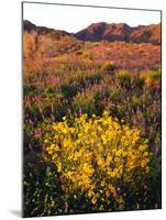 USA, California, Joshua Tree National Park. Wildflowers-Jaynes Gallery-Mounted Photographic Print