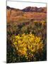 USA, California, Joshua Tree National Park. Wildflowers-Jaynes Gallery-Mounted Photographic Print