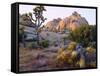 USA, California, Joshua Tree National Park-Jaynes Gallery-Framed Stretched Canvas
