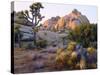 USA, California, Joshua Tree National Park-Jaynes Gallery-Stretched Canvas