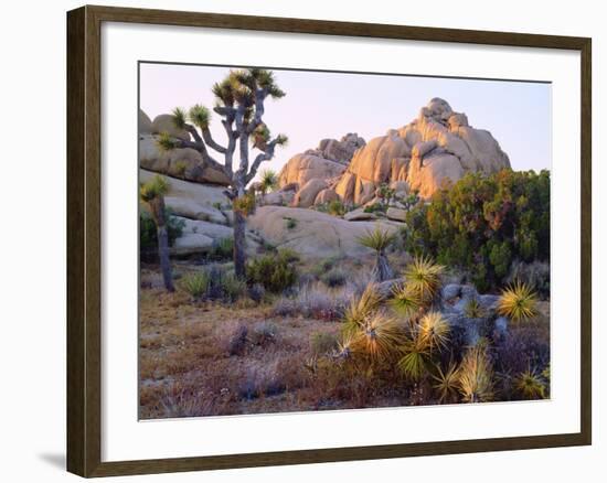 USA, California, Joshua Tree National Park-Jaynes Gallery-Framed Photographic Print