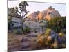 USA, California, Joshua Tree National Park-Jaynes Gallery-Mounted Photographic Print