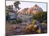 USA, California, Joshua Tree National Park-Jaynes Gallery-Mounted Photographic Print