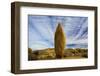 USA, California, Joshua Tree National Park-Charles Gurche-Framed Photographic Print