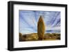 USA, California, Joshua Tree National Park-Charles Gurche-Framed Photographic Print